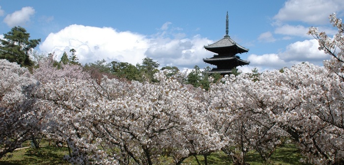 仁和寺の桜