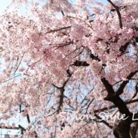 紅茶の会「春を楽しむお花見茶会」