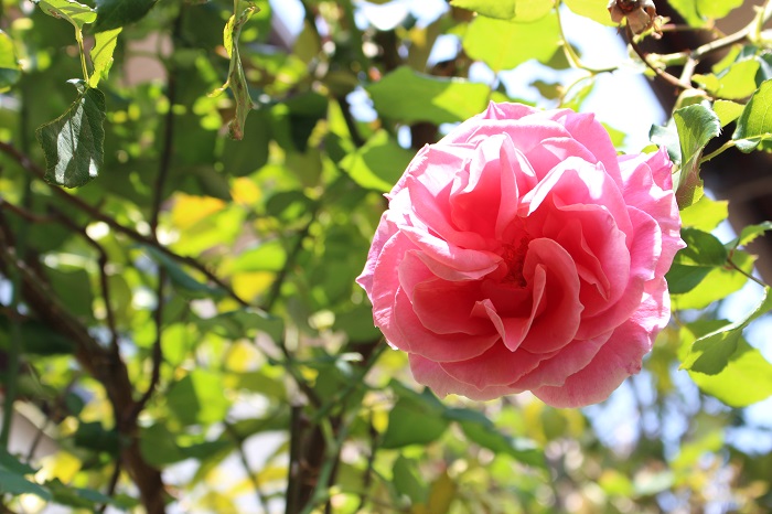 モチーフは、庭のバラの花たち